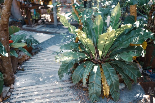 Vista previa: decoration of plant and flower in cafe garden or home outdoor, nature green plant decorate