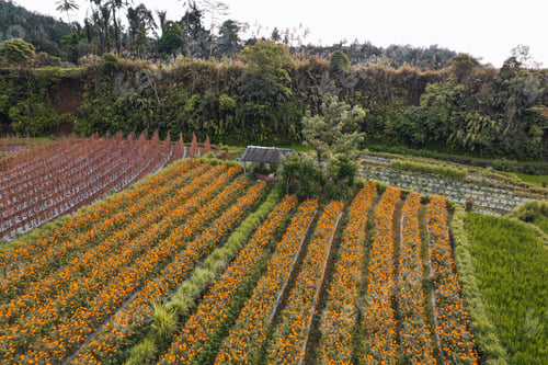 Preview: Top Down texture details of Hut in Marigold Flowers in Sidemen Bali Indonesia