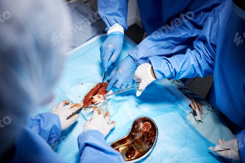 Preview: Emergency, hands or surgeons cutting in surgery or procedure or healthcare operation in hospital. G
