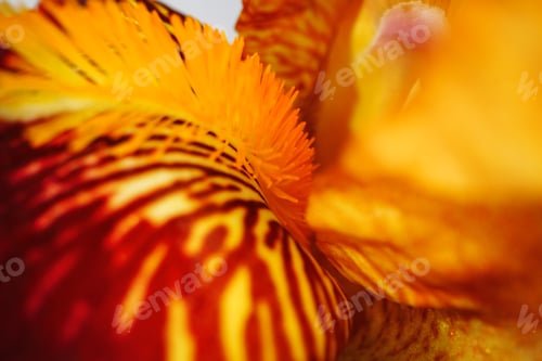 Preview: Close up of a red iris flower macro shot