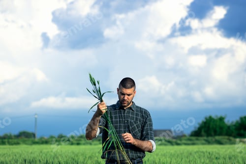 Preview: Young farmer standing in a green wheat field examining crop.
