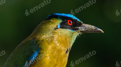 Preview: Exotic Tropical Bird with Striking Red Eye and Vibrant Plumage