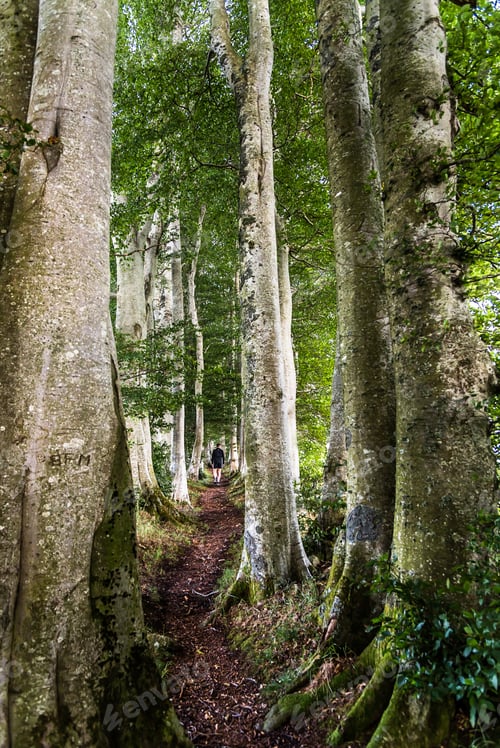Preview: Nature trail walk in Scotland.