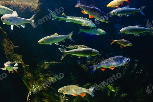 Preview: Various river fish swim in a large aquarium in the oceanarium
