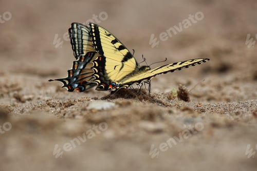 Preview: Yellow Swallowtail Butterfly Resting on Sandy Ground