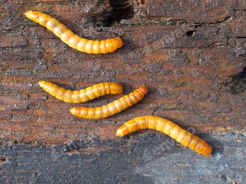 Preview: Four mealworms background detail