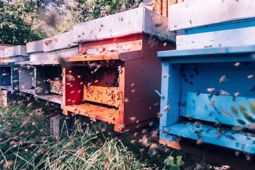 Preview: beekeeping : beekeeper at work in field of honeycombs