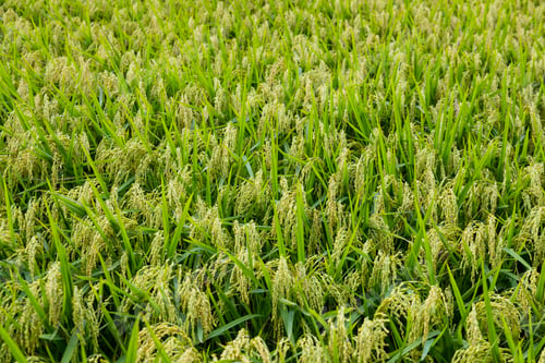 Preview: Fresh raw paddy rice field