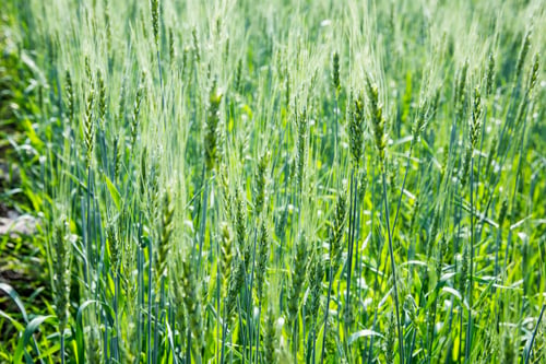 Preview: Green wheat field in India
