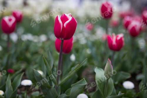 Preview: Tulips