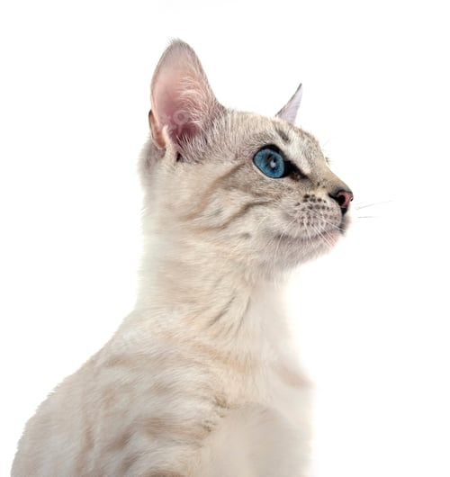Preview: bengal kitten in studio
