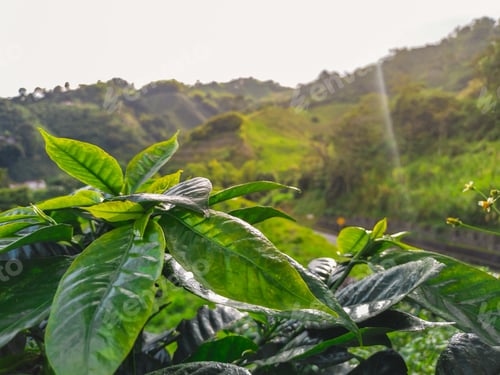 Preview: detailed view of coffee leaves in the coffee plantation in the Colombian coffee region