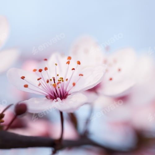 Preview: Branches of flowering plum
