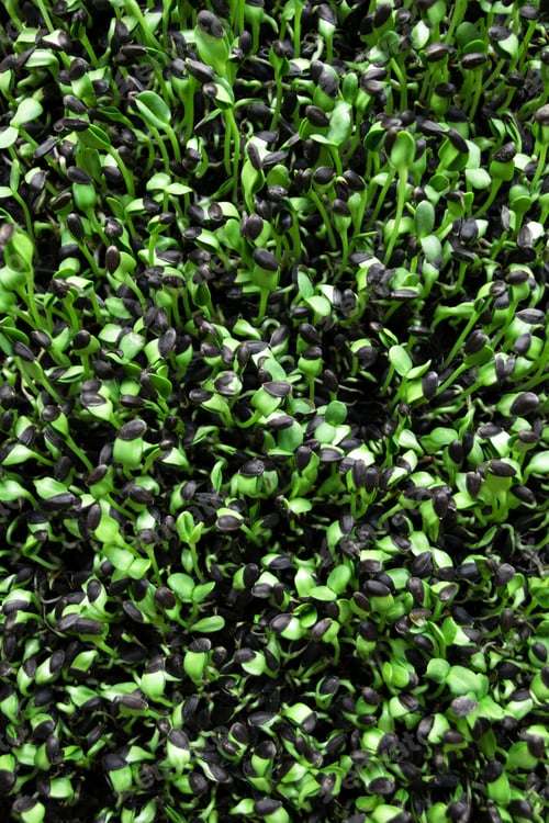 Preview: Germinating sunflower plant sprouts, top view.