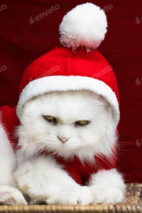 Preview: Portrait of a fluffy white cat in a Christmas decoration - Santa Claus costume on red studio backgro
