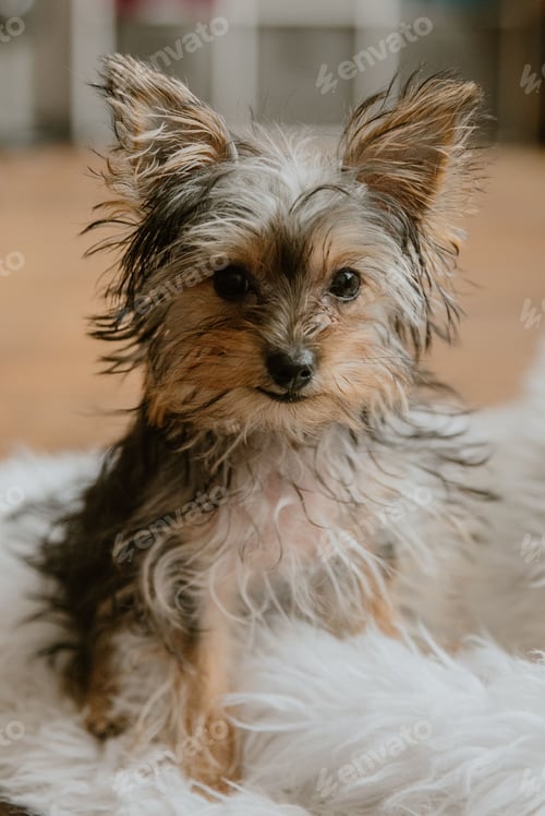 Preview: Yorkshire Terrier dog sitting on a fluffy blanket in Pennsylvania