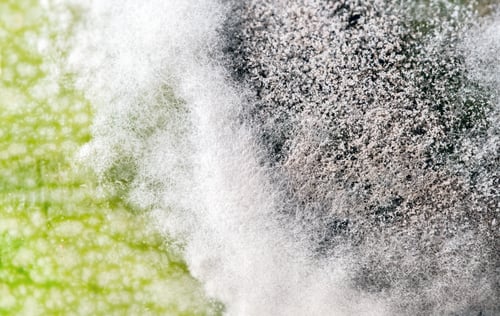 Preview: Close-up macro texture of mold