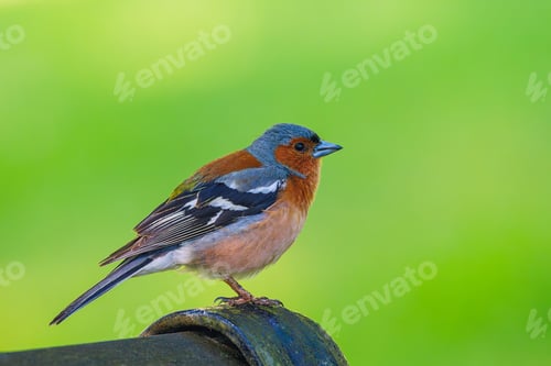 Preview: The Eurasian chaffinch, common chaffinch, or simply the chaffinch - Fringilla coelebs.