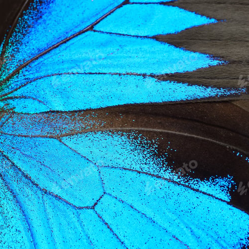 Preview: blue butterfly wing