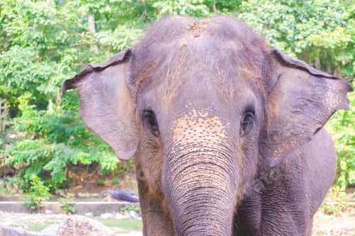 Preview: Asian elephant looking at camera while standing in the zoo with blurred green natural background
