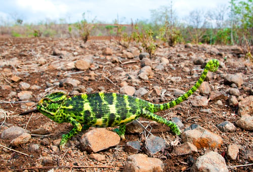 Preview: The Indian Chameleon, Chamaeleo zeylanicus in the forest.
