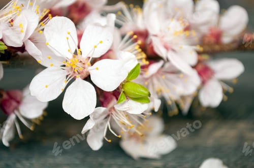 Preview: Spring flowering tree branch