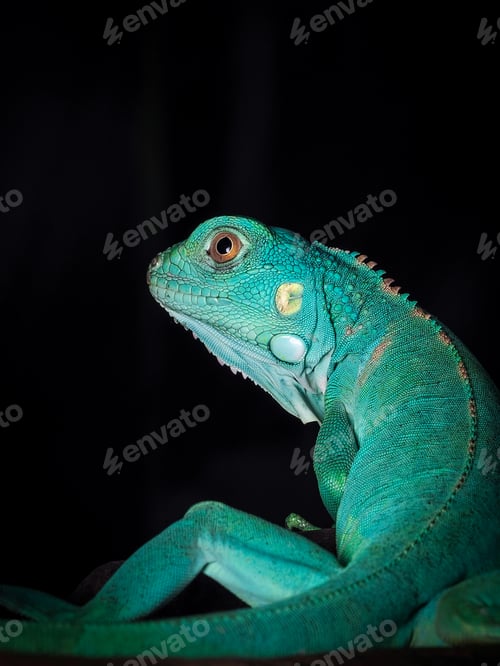 Preview: iguana blue