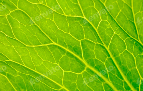 Preview: Green leaf close up. Veins on plant macro.