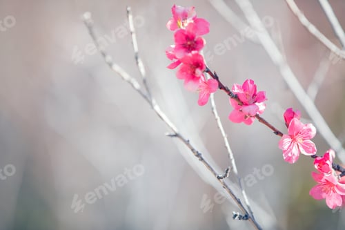 Vista previa: Spring blossom