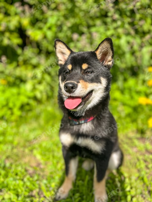 Preview: An adorable black Shiba Inu dog sits on the bright green grass in a park on a sunny day.