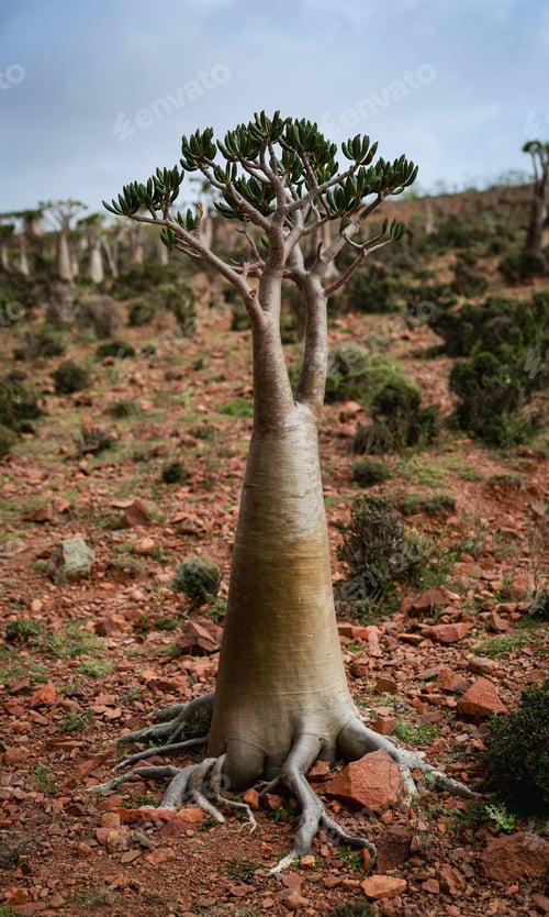 Preview: Unique dragon blood tree showcases Socotras otherworldly natural beauty in a desert landscape