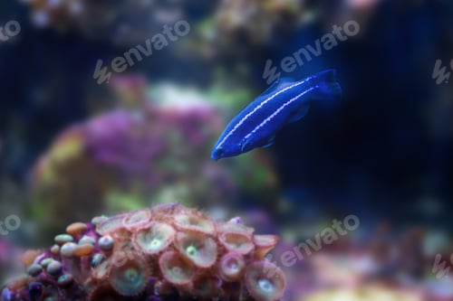 Vista previa: Fourline Wrasse (Larabicus quadrilineatus) - Marine Fish