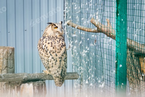 Preview: The big owl sits on a branch in a cage at the zoo