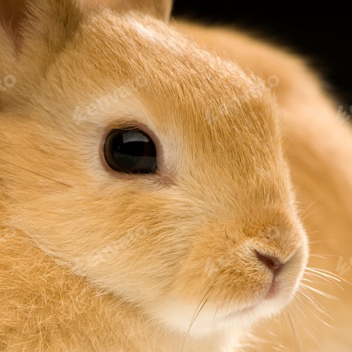Preview: Rabbit