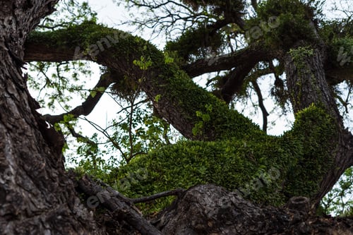 Preview: Branches of big samanea saman trees with sky background