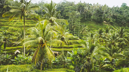 Preview: Amazing Tegalalang Rice Terrace Fields and some Palm Trees Around, Ubud, Bali, Indonesia