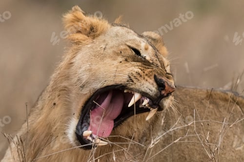 Preview: Lion (Panthera leo), mouth open, Tsavo, Kenya, Africa