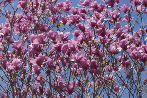 Preview: Galaxy Hybrid Magnolia (Magnolia X Hybrid Galaxy). Hybrid Between Magnolia Liliflora Nigra And