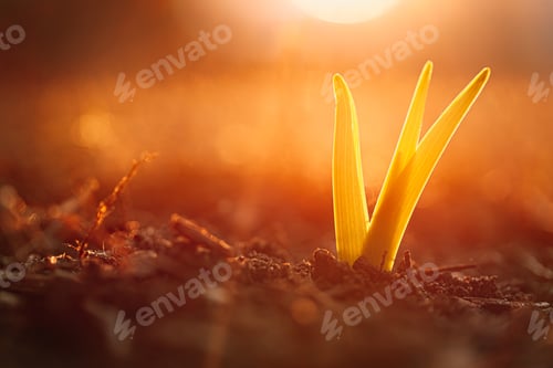 Preview: Close up of plant growing against sunlight symbolizing spring growth and life