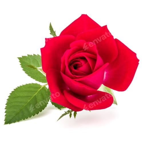 Preview: red rose flower head isolated on white background cutout