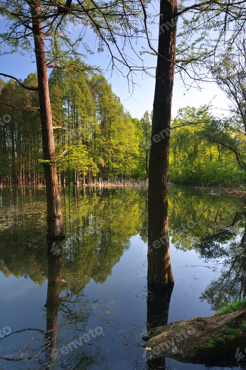 Preview: reflections in water