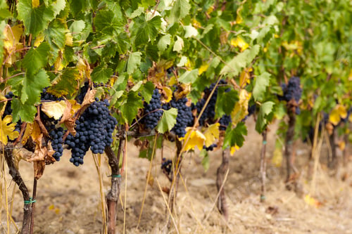 Preview: Harvesting grapes - Bunches of red grapes ripe