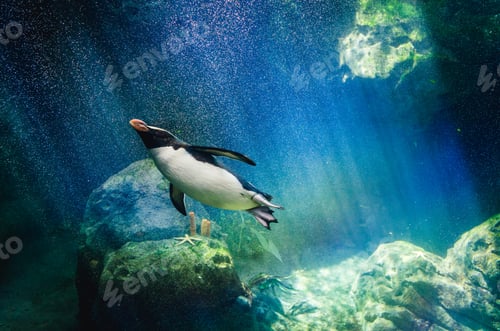 Preview: Penguin diving