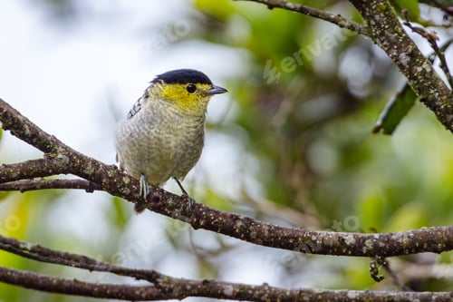 Preview: Barred Becard (pachyramphus versicolor) perched peacefully on the branch