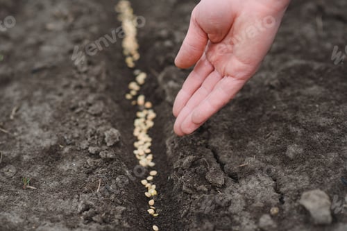 Preview: A woman's hand puts the seeds of a plant in the ground to help it grow and protect it.