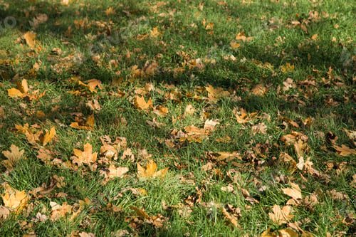 Preview: Fallen leaves on grass.