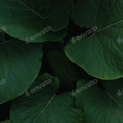 Preview: Closeup shot of fresh green foliage - perfect for background