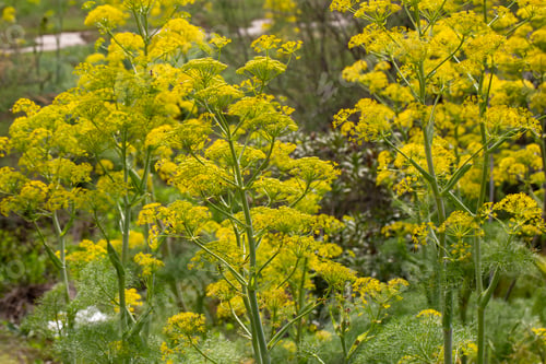 Vista previa: Ferula tingitana, the giant Tangier fennel, is a species of the Apiaceae genus Ferula.