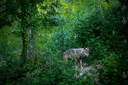 Preview: Canis lupus italicus (subspecies of the gray wolf, Canis lupus).