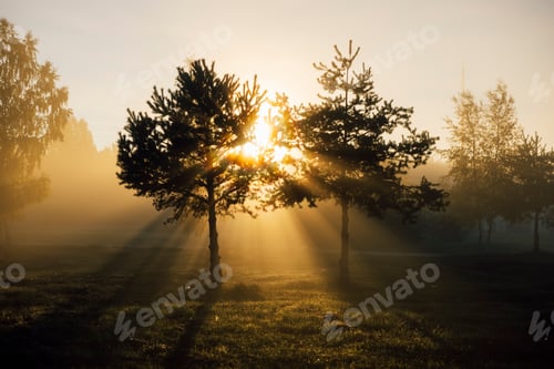 Preview: Beautiful Sunrise light shining trough trees